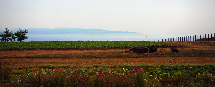 Field of the farms