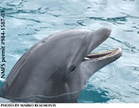 dolphin