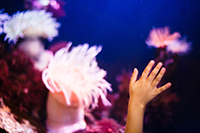 marine_lab_child's_hand